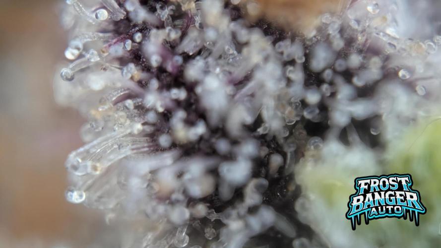 Fastbuds Collabo Run. Week 8