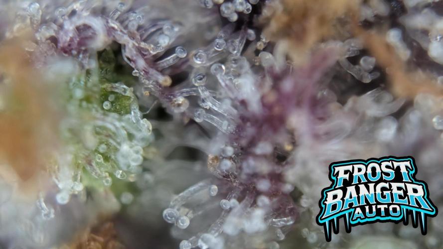 Fastbuds Collabo Run. Week 8