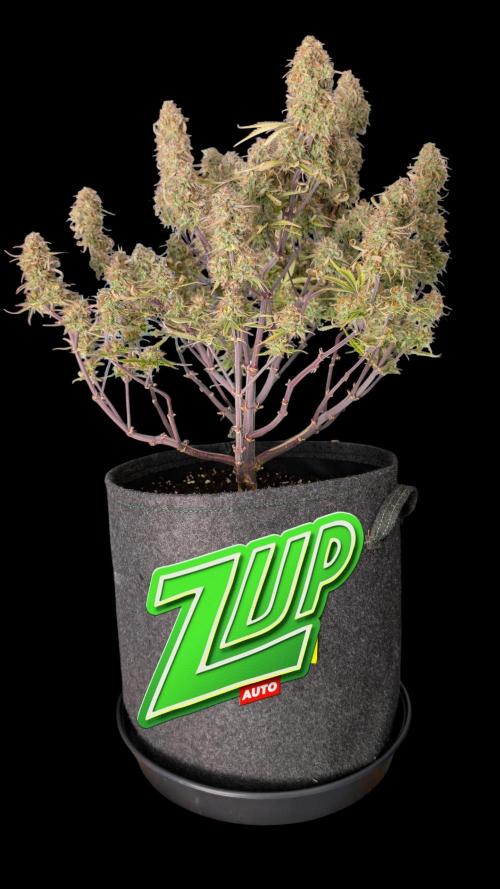 Fastbuds Collabo Run. Week 8