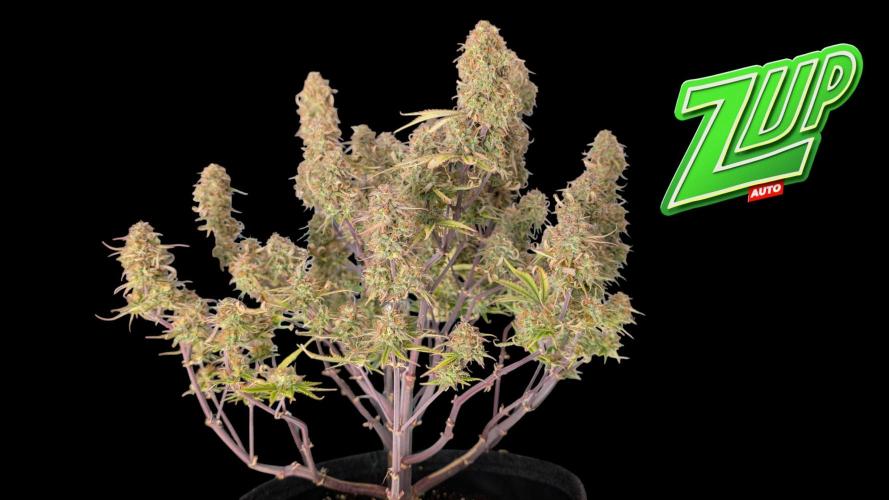 Fastbuds Collabo Run. Week 8