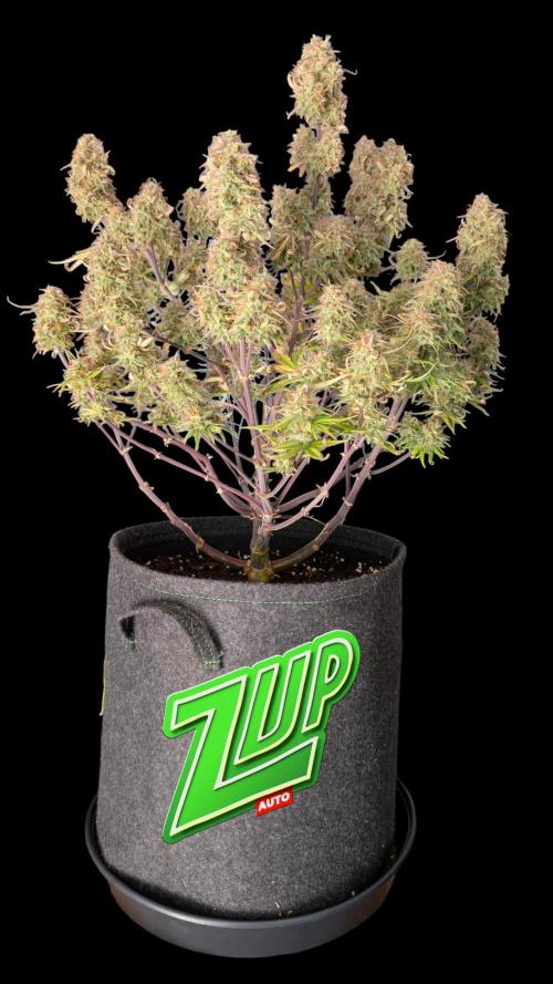 Fastbuds Collabo Run. Week 8