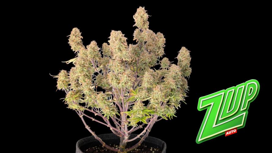 Fastbuds Collabo Run. Week 8