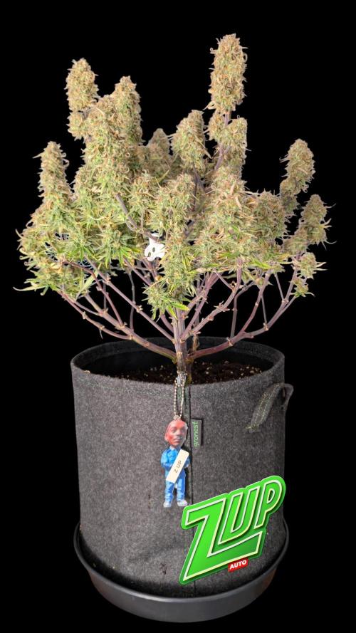 Fastbuds Collabo Run. Week 8