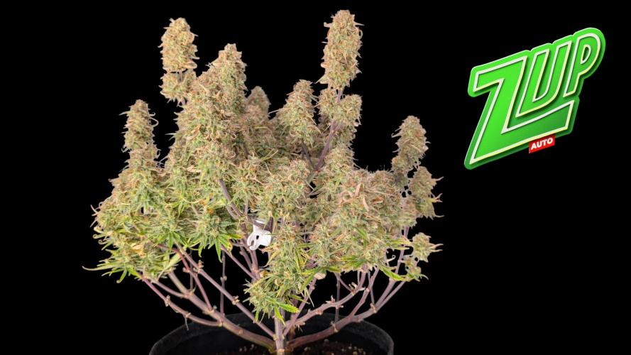 Fastbuds Collabo Run. Week 8