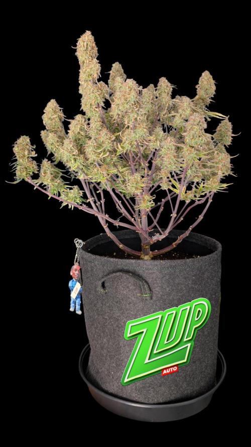 Fastbuds Collabo Run. Week 8