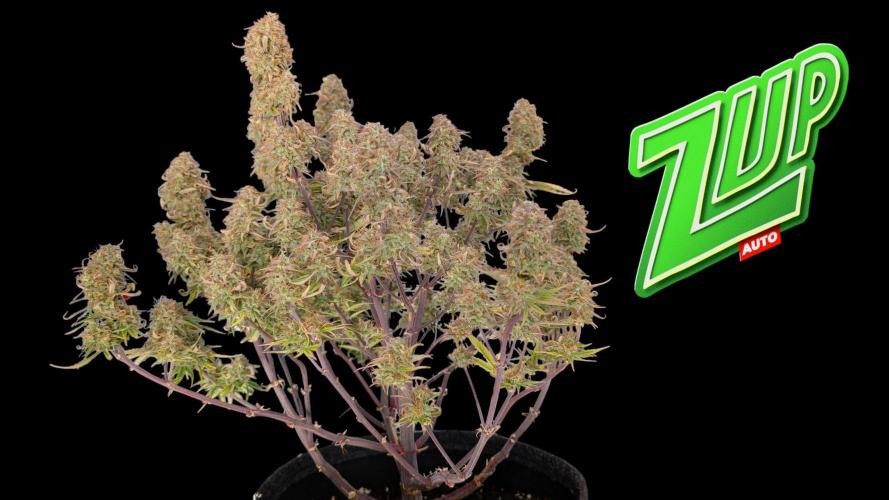 Fastbuds Collabo Run. Week 8