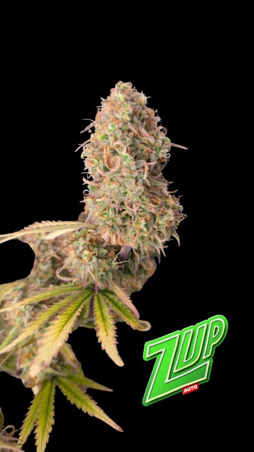 Fastbuds Collabo Run. Week 8