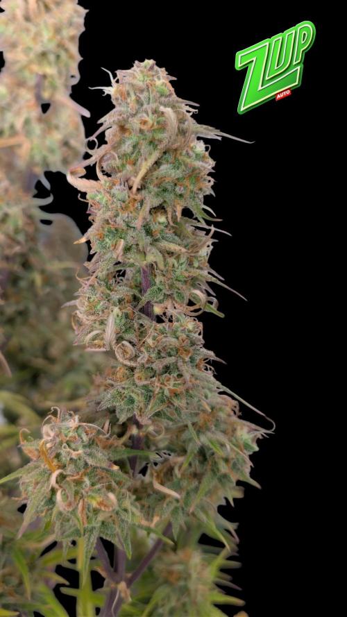 Fastbuds Collabo Run. Week 8