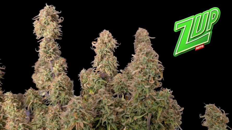 Fastbuds Collabo Run. Week 8