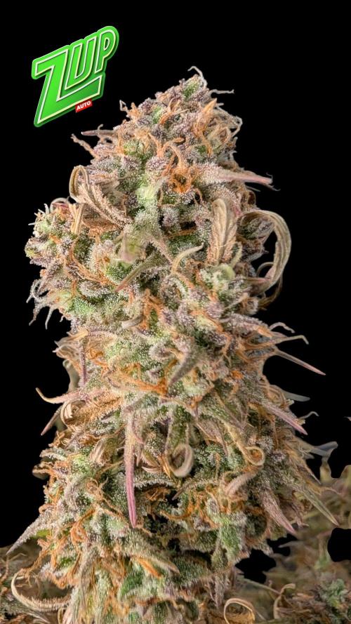 Fastbuds Collabo Run. Week 8