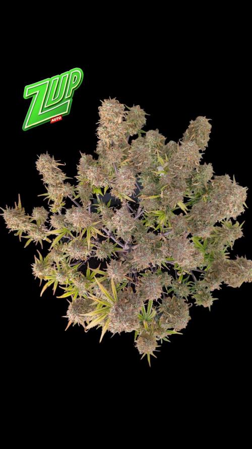 Fastbuds Collabo Run. Week 8