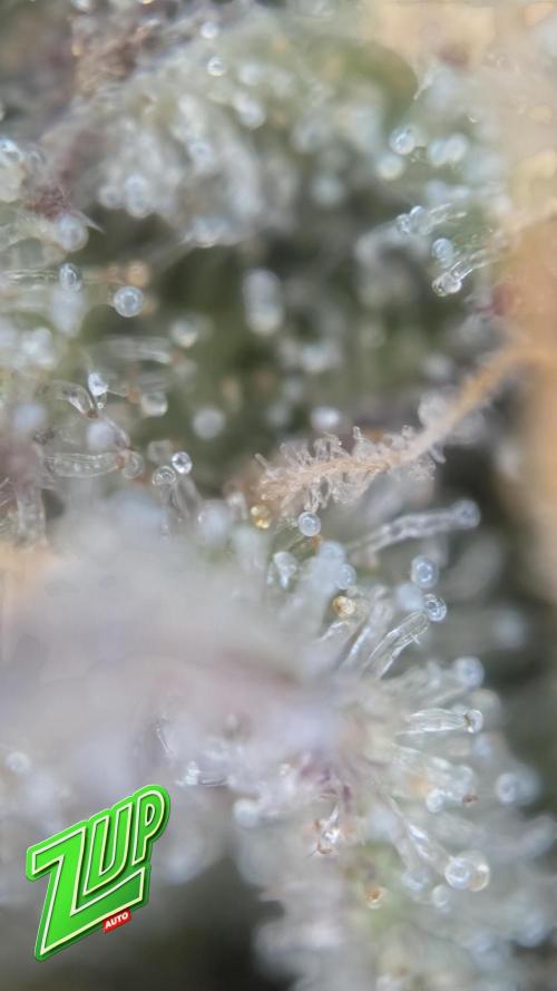 Fastbuds Collabo Run. Week 8