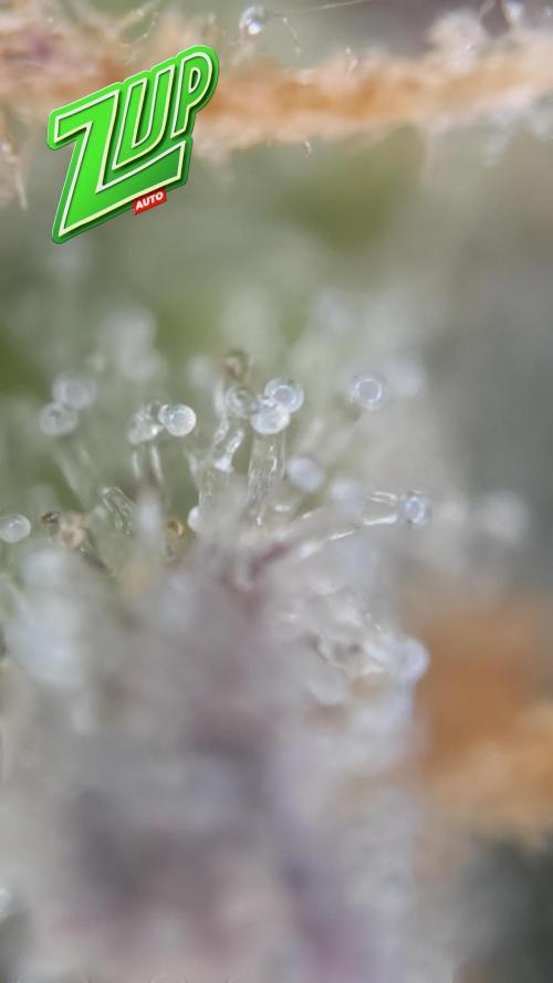 Fastbuds Collabo Run. Week 8