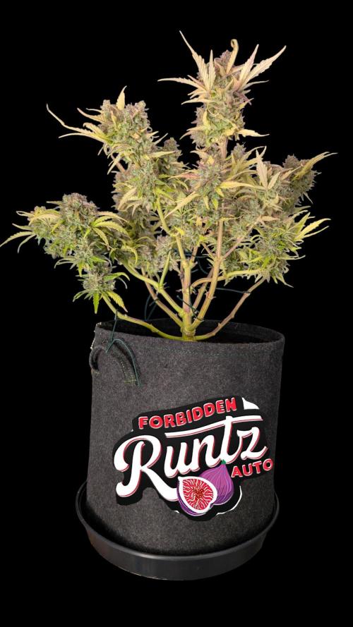 Fastbuds Collabo Run. Week 8