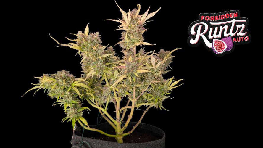 Fastbuds Collabo Run. Week 8