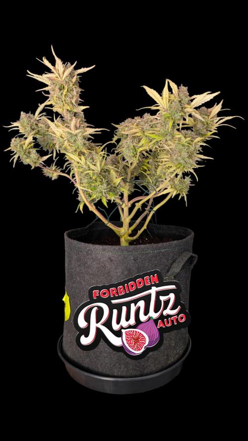 Fastbuds Collabo Run. Week 8