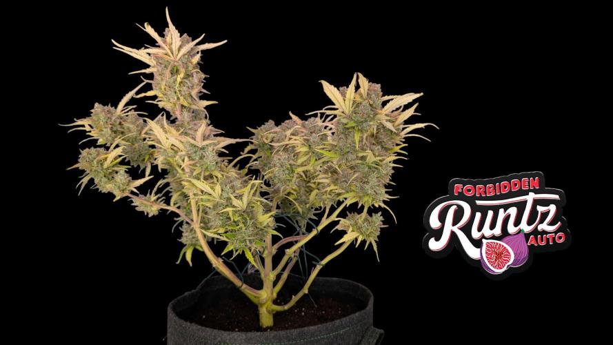 Fastbuds Collabo Run. Week 8
