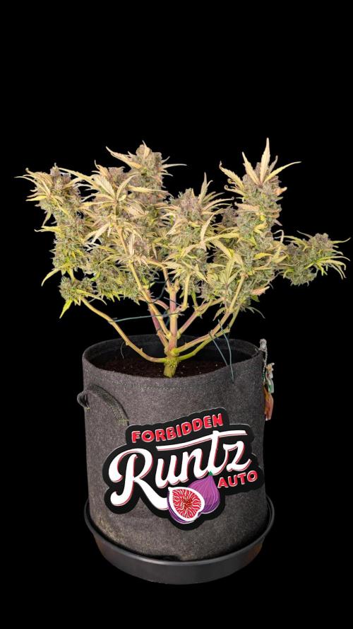 Fastbuds Collabo Run. Week 8