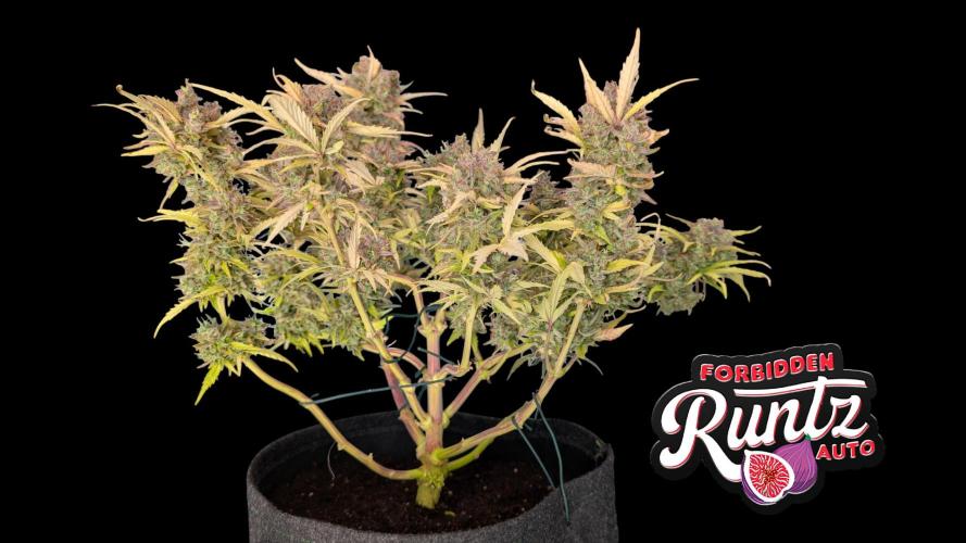 Fastbuds Collabo Run. Week 8