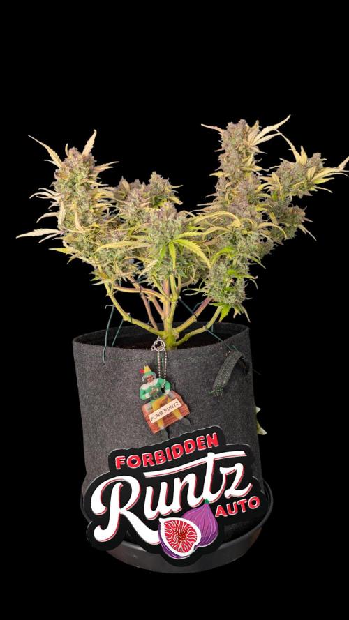Fastbuds Collabo Run. Week 8