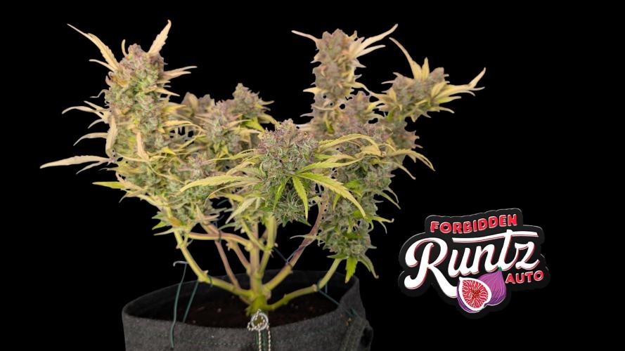 Fastbuds Collabo Run. Week 8