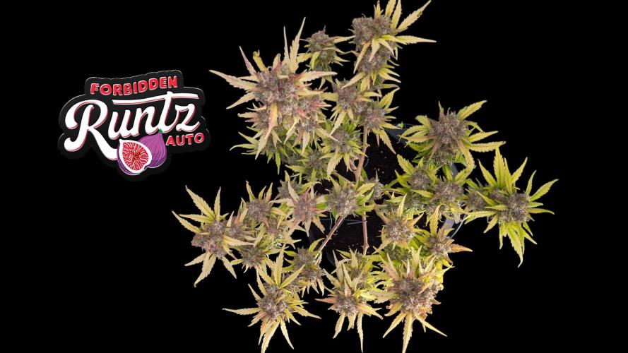 Fastbuds Collabo Run. Week 8