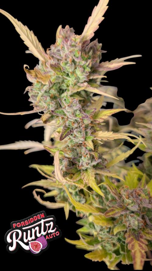 Fastbuds Collabo Run. Week 8