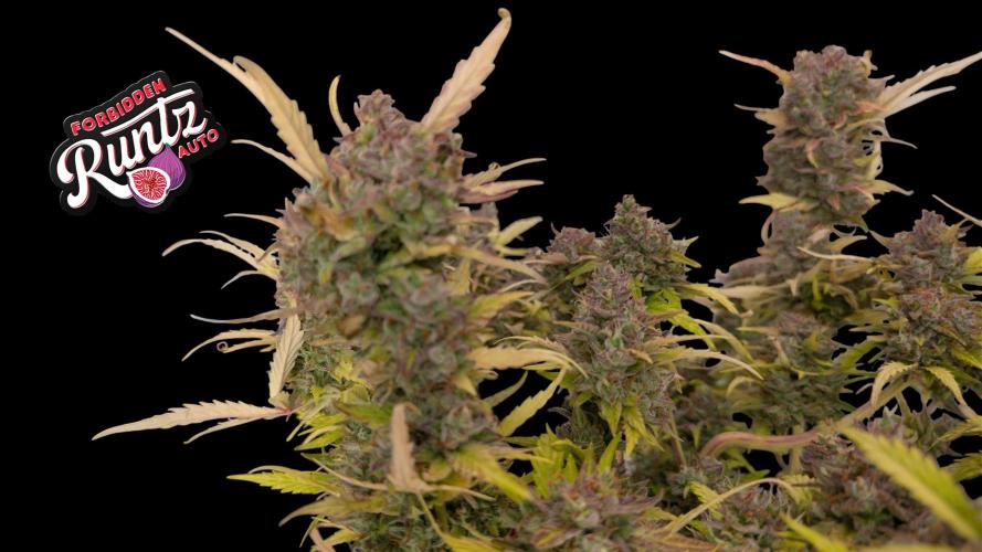 Fastbuds Collabo Run. Week 8