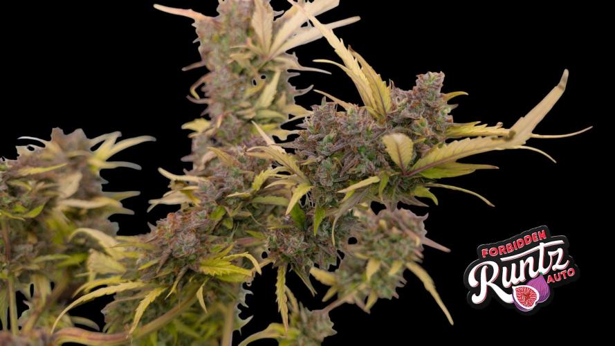 Fastbuds Collabo Run. Week 8