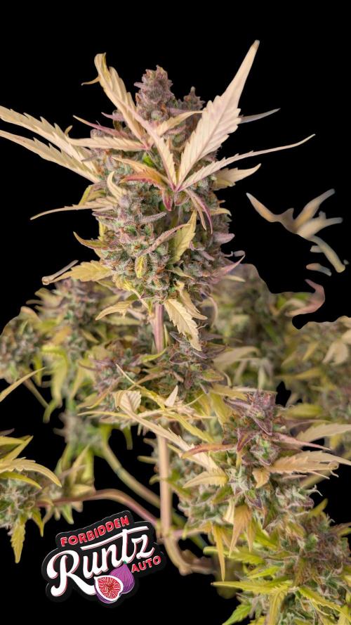 Fastbuds Collabo Run. Week 8