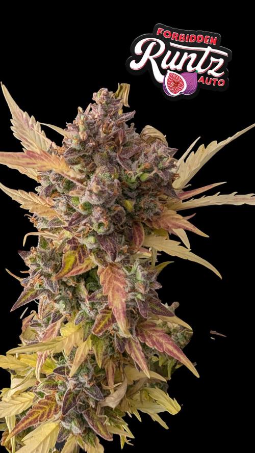 Fastbuds Collabo Run. Week 8