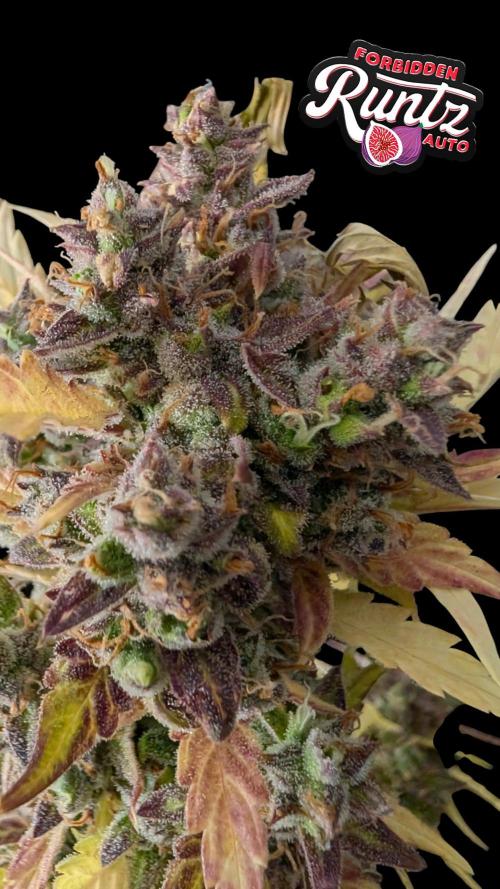 Fastbuds Collabo Run. Week 8