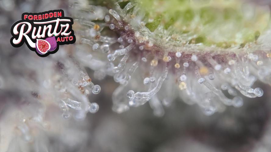 Fastbuds Collabo Run. Week 8