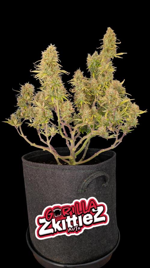 Fastbuds Collabo Run. Week 8