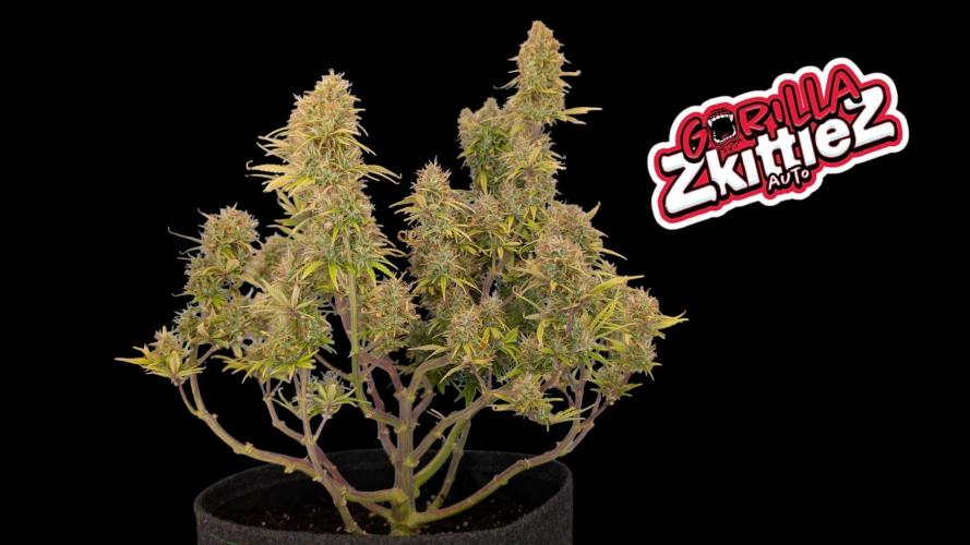 Fastbuds Collabo Run. Week 8