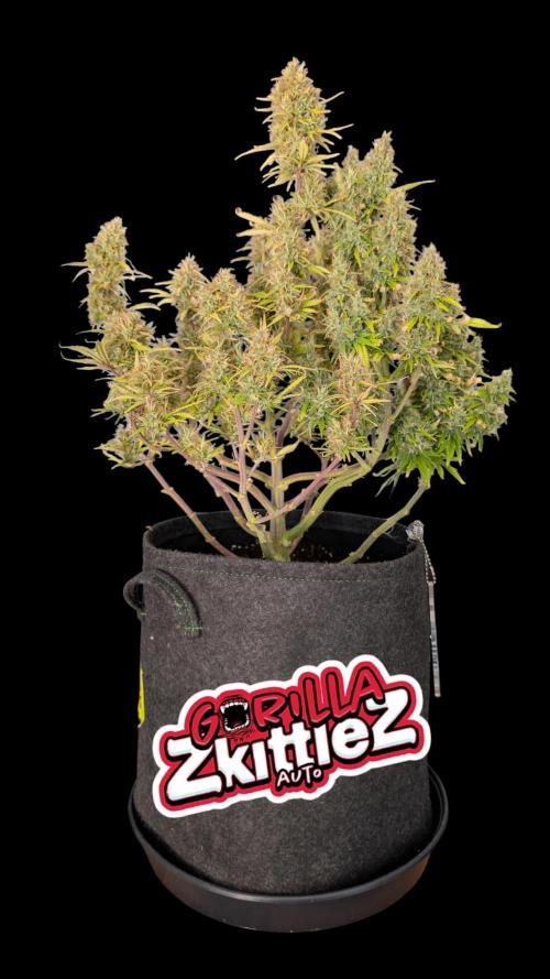 Fastbuds Collabo Run. Week 8