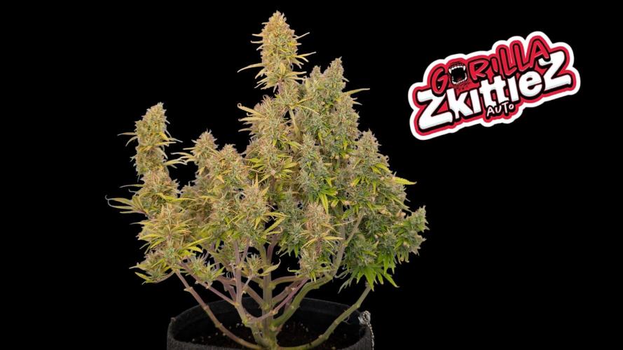 Fastbuds Collabo Run. Week 8