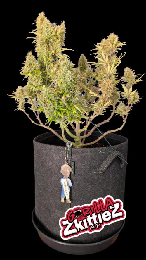 Fastbuds Collabo Run. Week 8