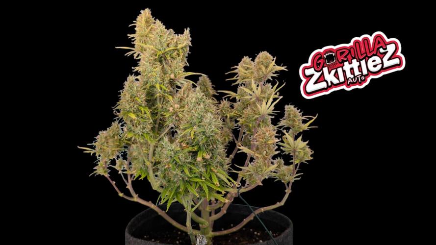 Fastbuds Collabo Run. Week 8