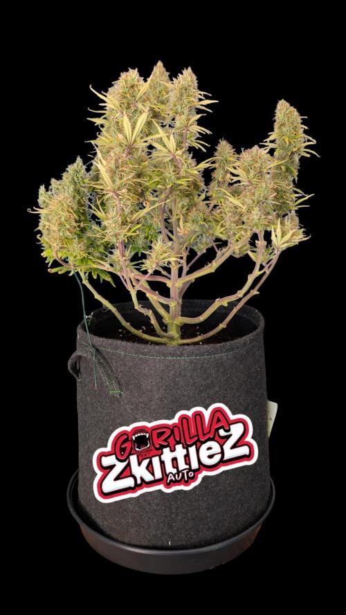 Fastbuds Collabo Run. Week 8