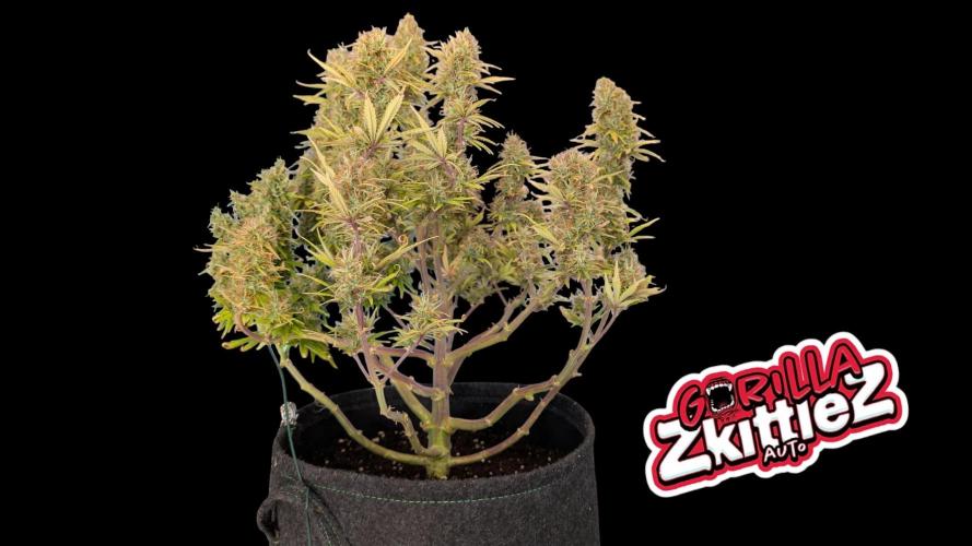 Fastbuds Collabo Run. Week 8