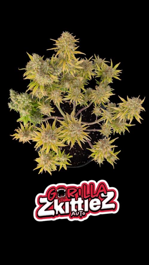 Fastbuds Collabo Run. Week 8
