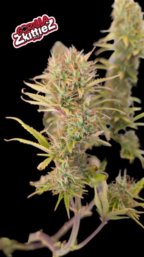 Fastbuds Collabo Run. Week 8