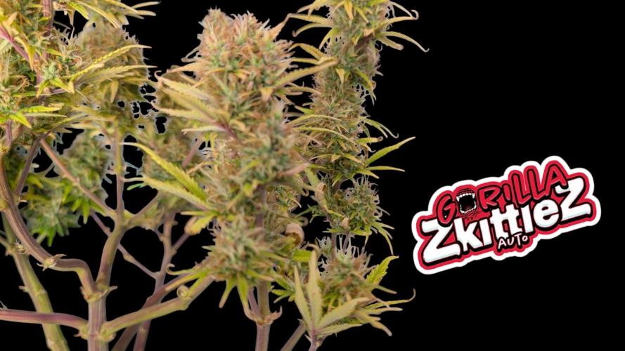 Fastbuds Collabo Run. Week 8