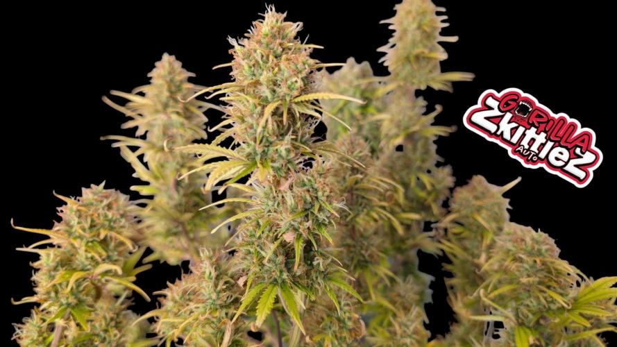 Fastbuds Collabo Run. Week 8