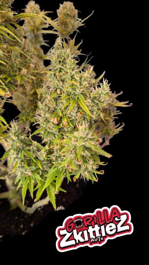 Fastbuds Collabo Run. Week 8