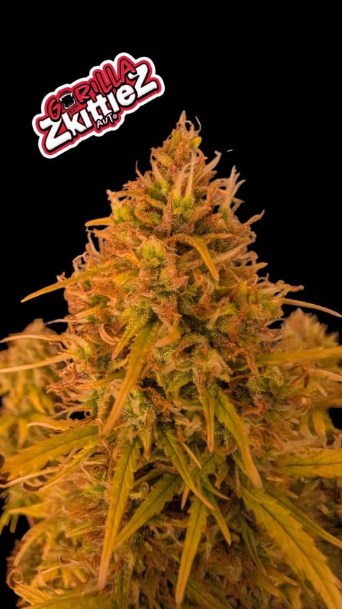 Fastbuds Collabo Run. Week 8