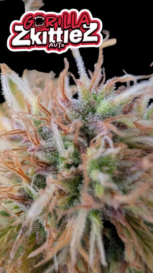 Fastbuds Collabo Run. Week 8