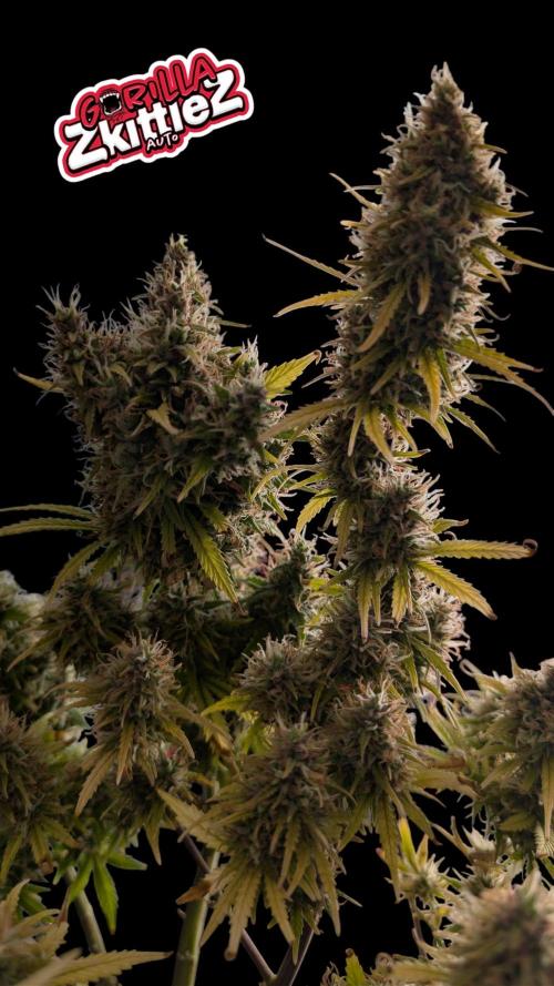 Fastbuds Collabo Run. Week 8