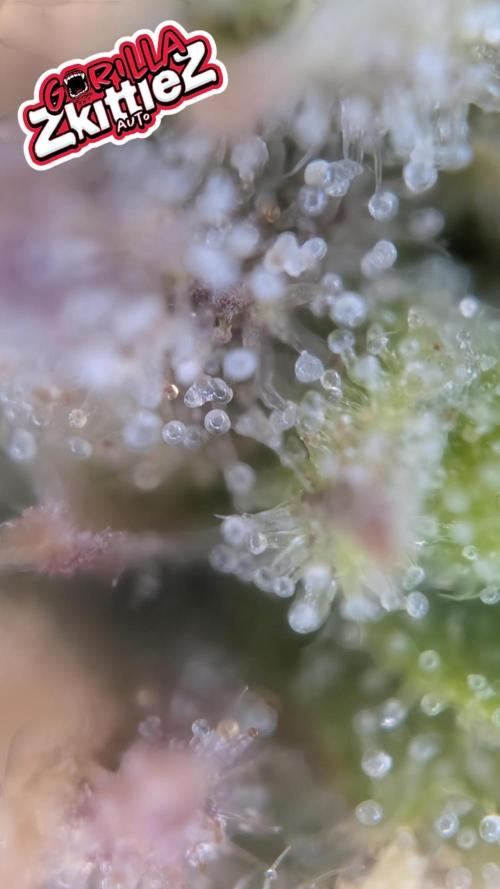 Fastbuds Collabo Run. Week 8